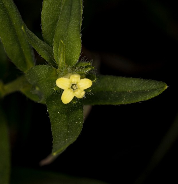 Lithospermum ruderale 18-9306.jpg
